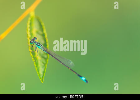 Libellula blu fresco verde foglia. La natura dell'ambiente, primavera estate natura insetti dettagli. Foto Stock