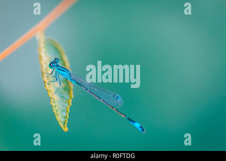 Libellula blu fresco verde foglia. La natura dell'ambiente, primavera estate natura insetti dettagli. Foto Stock