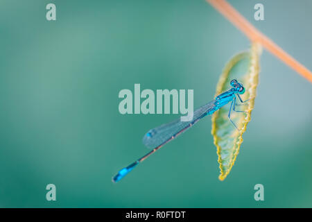 Libellula blu fresco verde foglia. La natura dell'ambiente, primavera estate natura insetti dettagli. Foto Stock