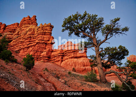 Red Canyon in Dixie National Forest, Utah, Stati Uniti d'America, America del Nord Foto Stock