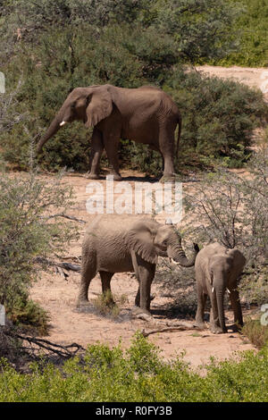La Namibia elefanti - deserto selvaggio elefante africano (Loxodonta africana ) nel fiume Haub letto, Damaraland, Namibia Africa Foto Stock