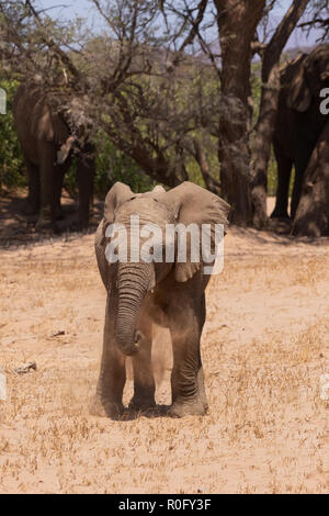 Deserto atto elephant baby, Loxodonta africana, Damaraland, Namibia Africa Foto Stock