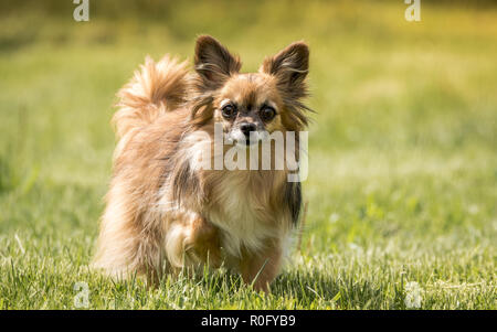 Il Chihuahua è la più piccola razza di cane e è chiamato dopo lo stato di Chihuahua in Messico. I Chihuahua sono disponibili in una vasta gamma di colori Foto Stock