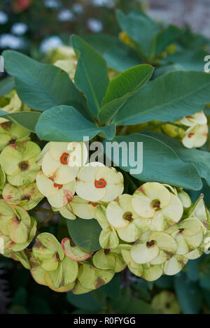 Infiorescenza gialla di Euphorbia milii Foto Stock