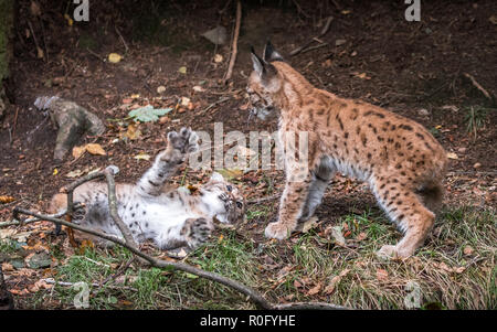 La lince euroasiatica è di medie dimensioni con il gatto selvatico nativa per la Siberia, centrale e orientale e in Asia del Sud e del Nord, Europa Centrale e Orientale. Foto Stock