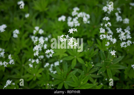 Galium odoratum con fiori di colore bianco Foto Stock