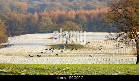 Le mucche e il pascolo di bestiame su strade coperte di neve campi in inglese campagna di Cheshire durante il periodo invernale Foto Stock