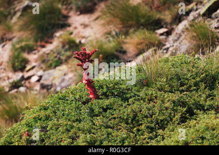 Boom Sempervivum pianta nelle Alpi francesi in estate Foto Stock