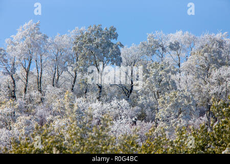 Cypress Hills prima nevicata Alberta Saskatchewan Canada Foto Stock