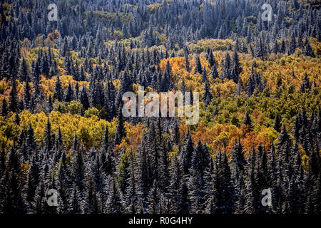 Cypress Hills prima nevicata Alberta Saskatchewan Canada Foto Stock