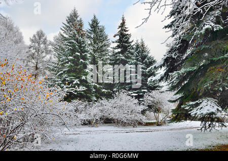 In passerella coperta di neve parco cittadino o sotto la foresta verde abete innevato con coni sulla parte superiore. Magnifico paesaggio invernale dopo la prima nevicata con ultimo golden Foto Stock