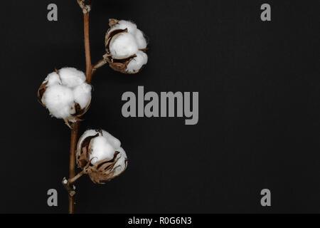 Essiccato in cotone bianco fiori su sfondo nero Foto Stock