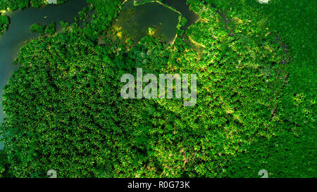 Vista aerea della foresta di mangrovie e il fiume sulla Siargao island. Filippine. Foto Stock
