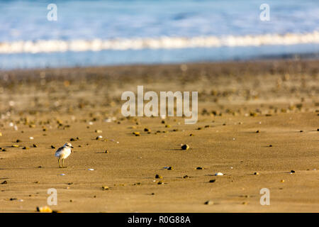 Raro Nuova Zelanda Cully, Coromandel Foto Stock