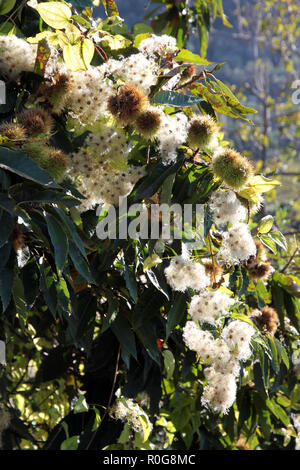 Sweet Chestnut Campania Italia Foto Stock