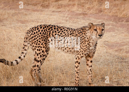 Ghepardo su una riserva naturale in Namibia Foto Stock