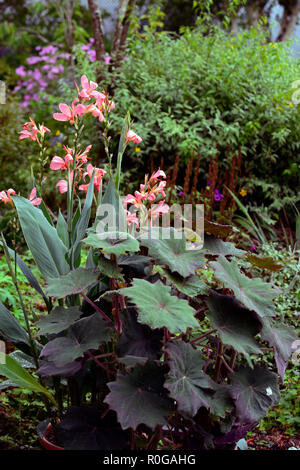 Senecio cristobalensis,Roldana petasitis,Rosso Velluto lasciava Senecio,peach,canna,esotica,tropical,foglie,foglie,fogliame,gara,perenne,RM Floral Foto Stock