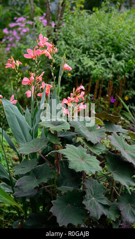 Senecio cristobalensis,Roldana petasitis,Rosso Velluto lasciava Senecio,peach,canna,esotica,tropical,foglie,foglie,fogliame,gara,perenne,RM Floral Foto Stock