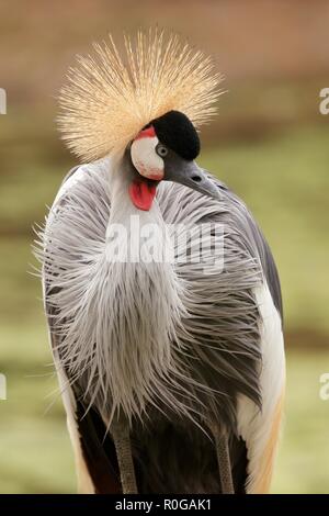 Incredibile bella Grey Crowned Crane in una cremosa sfondo verde e un livello di dettaglio incredibile Foto Stock