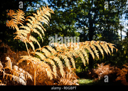 BLAKENEY boschi, la foresta di DEAN GLOUCESTERSHIRE ENGLAND REGNO UNITO IN AUTUNNO Foto Stock