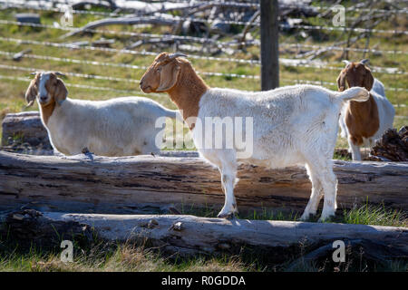 Marrone e Bianco capre giocare su log in una fattoria in Nuova Zelanda Foto Stock