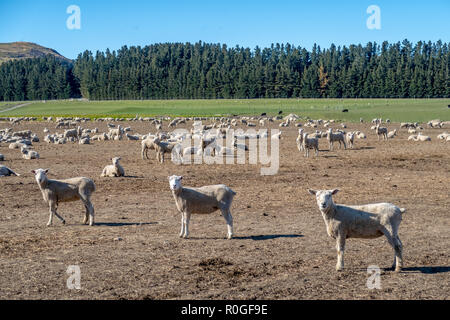 Pecore Merino su un alto country farm in Nuova Zelanda Foto Stock