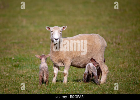 Neonato agnelli bere dalla loro madre in una fattoria in primavera Foto Stock