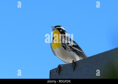 Close-up di un giallo-throated trillo bird seduto su una scrivania in legno Foto Stock