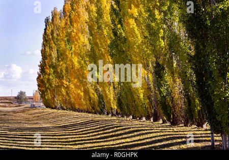 Linee di autunno giallo del pioppo in Canada vista panoramica Foto Stock