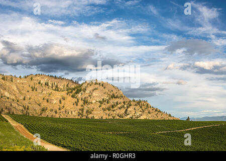 Bellissima vista sui vigneti in estate vicino a Osoyoos, Okanagan, British Columbia, Canada, belle montagne sullo sfondo e drammatici sky Foto Stock