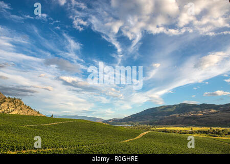 Bellissima vista sui vigneti in estate vicino a Osoyoos, Okanagan, British Columbia, Canada, belle montagne sullo sfondo e drammatici sky Foto Stock