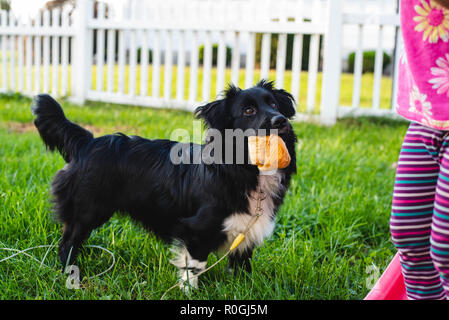 Un cockapoo-Shetland Sheepdog mix funziona con un cane gommoso in una famiglia's backyard in tarda estate. Foto Stock