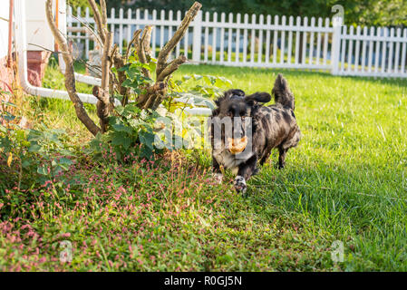 Un cockapoo-Shetland Sheepdog mix funziona con un cane gommoso in una famiglia's backyard in tarda estate. Foto Stock