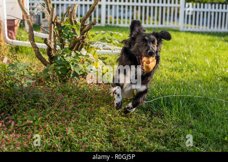 Un cockapoo-Shetland Sheepdog mix funziona con un cane gommoso in una famiglia's backyard in tarda estate. Foto Stock