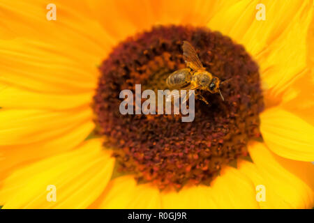 Bee seduto sul fiore giallo. Il miele delle api raccoglie il polline in fiore. Foto Stock