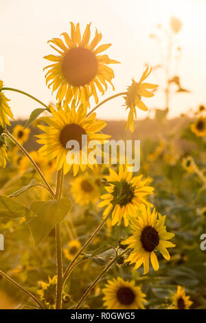 Tramonto su un campo di girasoli, Val d'Orcia in Toscana Italia Europa UE Foto Stock