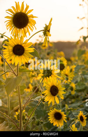 Tramonto su un campo di girasoli, Val d'Orcia in Toscana Italia Europa UE Foto Stock