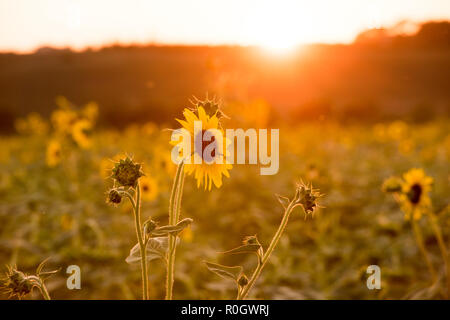 Tramonto su un campo di girasoli, Val d'Orcia in Toscana Italia Europa UE Foto Stock