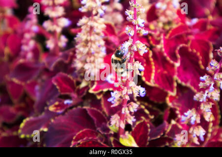 Carino di spessore Bumble Bee raccolgono miele nel folto della red сoleus Foto Stock