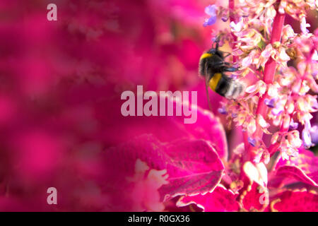 Carino di spessore Bumble Bee raccolgono miele nel folto della red сoleus, può essere utilizzato come mock up con spazio per il testo Foto Stock