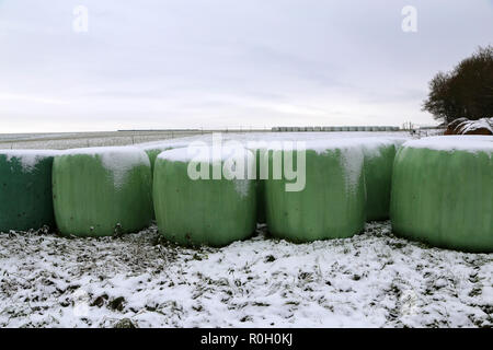 Paesaggio invernale. Rulli con foraggi in inverno Foto Stock