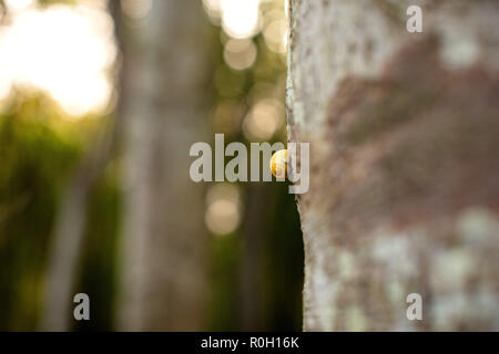 Lumaca su albero, Foresta, Rügen Germania Est - Schnecke auf Baumstamm Foto Stock