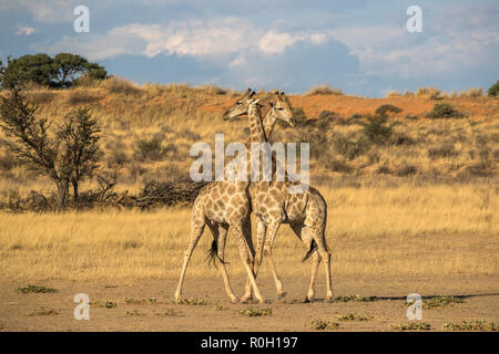 Giraffe (Giraffa camelopardalis) sparring, Kgalagadi Parco transfrontaliero, Sud Africa, Foto Stock