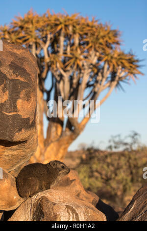 Rock hyrax (Procavia capensis), Quiver Tree Forest, Keetmanshoop, Namibia Foto Stock