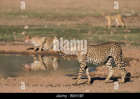 Ghepardo (Acinonyx jubatus) contatto chiamando, Kgalagadi parco transfrontaliero, Sud Africa Foto Stock