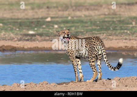 Ghepardo (Acinonyx jubatus) contatto chiamando, Kgalagadi parco transfrontaliero, Sud Africa Foto Stock