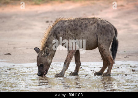 Spotted hyaena (Crocuta crocuta) bere dopo la pioggia, Kgalagadi parco transfrontaliero, Northern Cape, Sud Africa Foto Stock