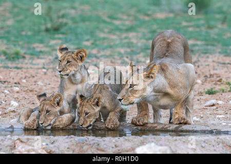 Leonessa e lupetti (Panthera leo) bere, Kgalagadi Parco transfrontaliero, Sud Africa Foto Stock