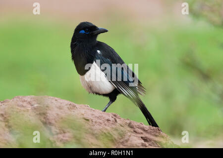 Maghreb Gazza (Pica pica mauritanica), adulto in piedi sul suolo in Marocco Foto Stock