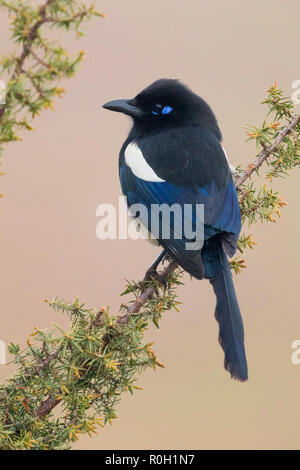 Maghreb Gazza (Pica pica mauritanica), vista posteriore di un adulto appollaiato su un ramo Foto Stock